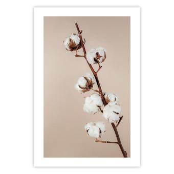 Poster Softness of Cotton - plant with soft white flowers on a beige background