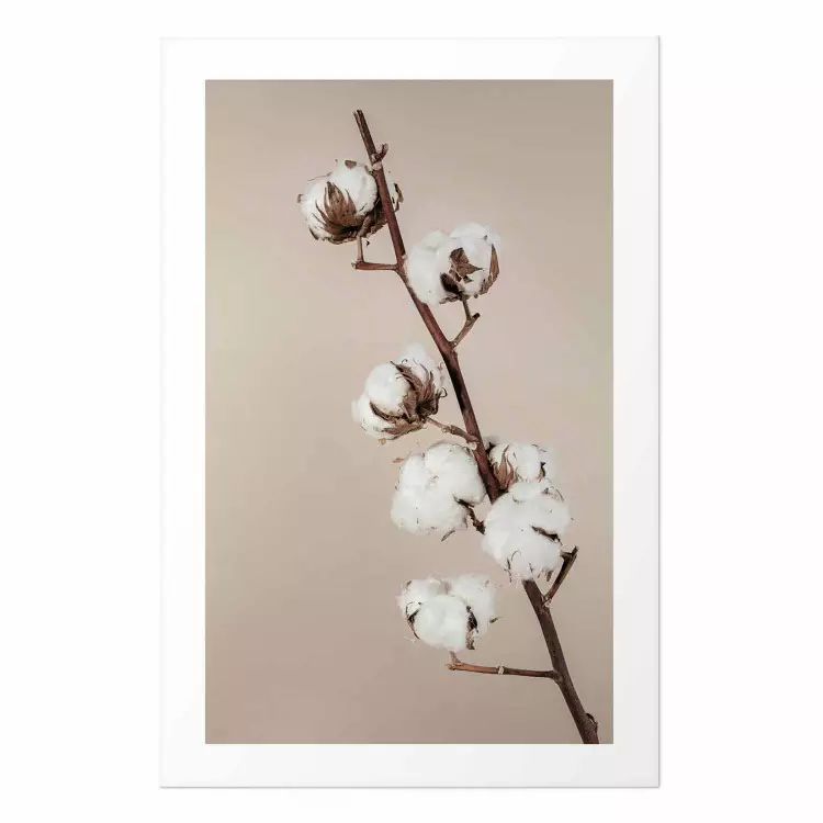 Poster Softness of Cotton - plant with soft white flowers on a beige background