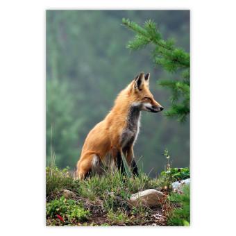 Poster Red Hunter - majestic wild animal amidst forest on a blurred background