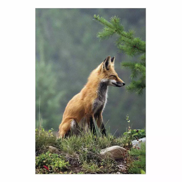 Poster Red Hunter - majestic wild animal amidst forest on a blurred background