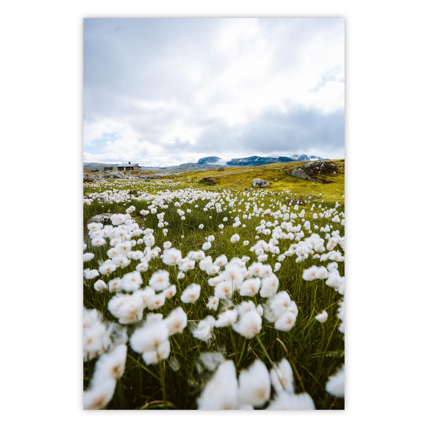 Poster Meadow in the North - landscape of a meadow with white flowers against a mountain backdrop