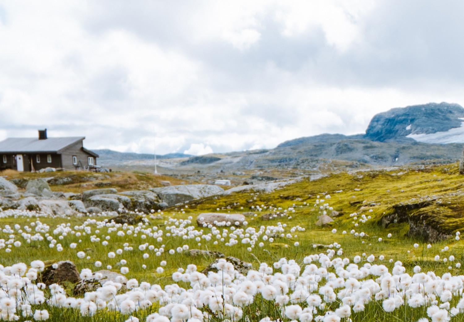 Poster Meadow in the North - landscape of a meadow with white flowers against a mountain backdrop