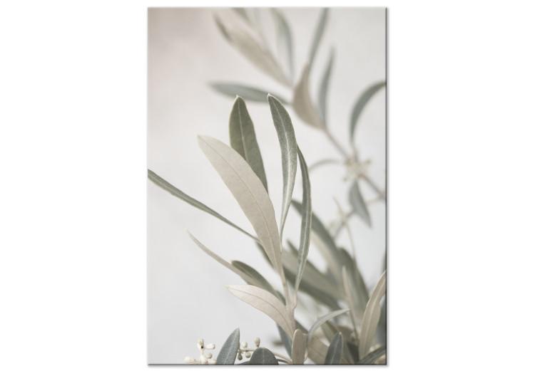 Canvas Print Olive Tree Twig - Close-up on a Fragment of Mediterranean Vegetation