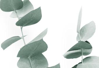 Canvas Eucalyptus Twigs - Minimalist Plant Leaves on a White Background
