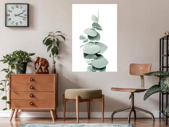 Poster Eucalyptus - Green Branch of a Plant on a White Background