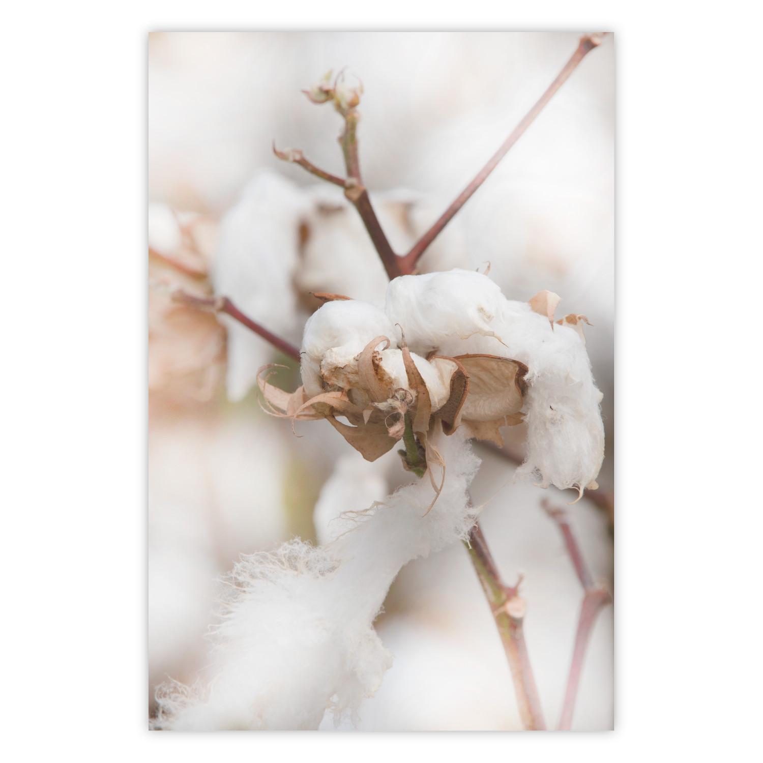 Poster Cotton Twigs - Natural Plant Photo in the Style of a Boho