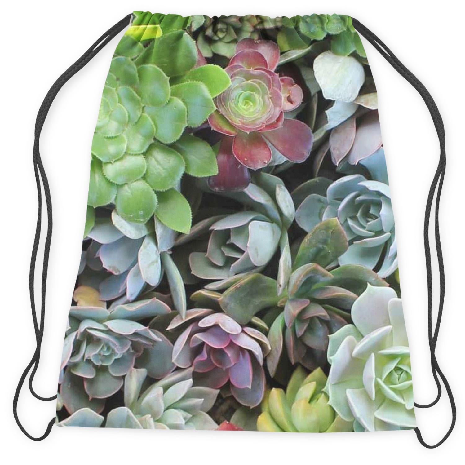Backpack Variety of succulents - a plant composition with rich detailing