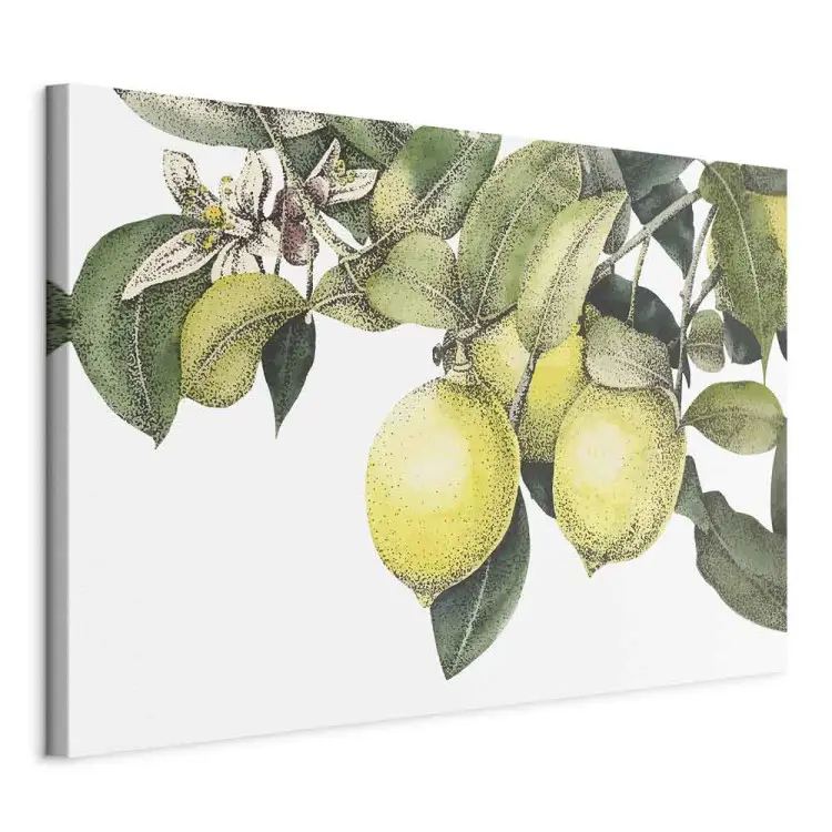 Lemons and Leaves - colorful citrus fruits on a tree