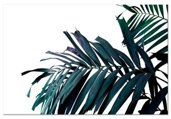 Canvas Palm branch branch - dark blue-green palm leaves on a white background