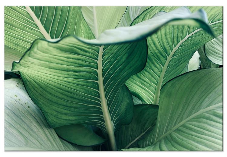 Nature Up Close (1-piece) - landscape with large exotic leaves