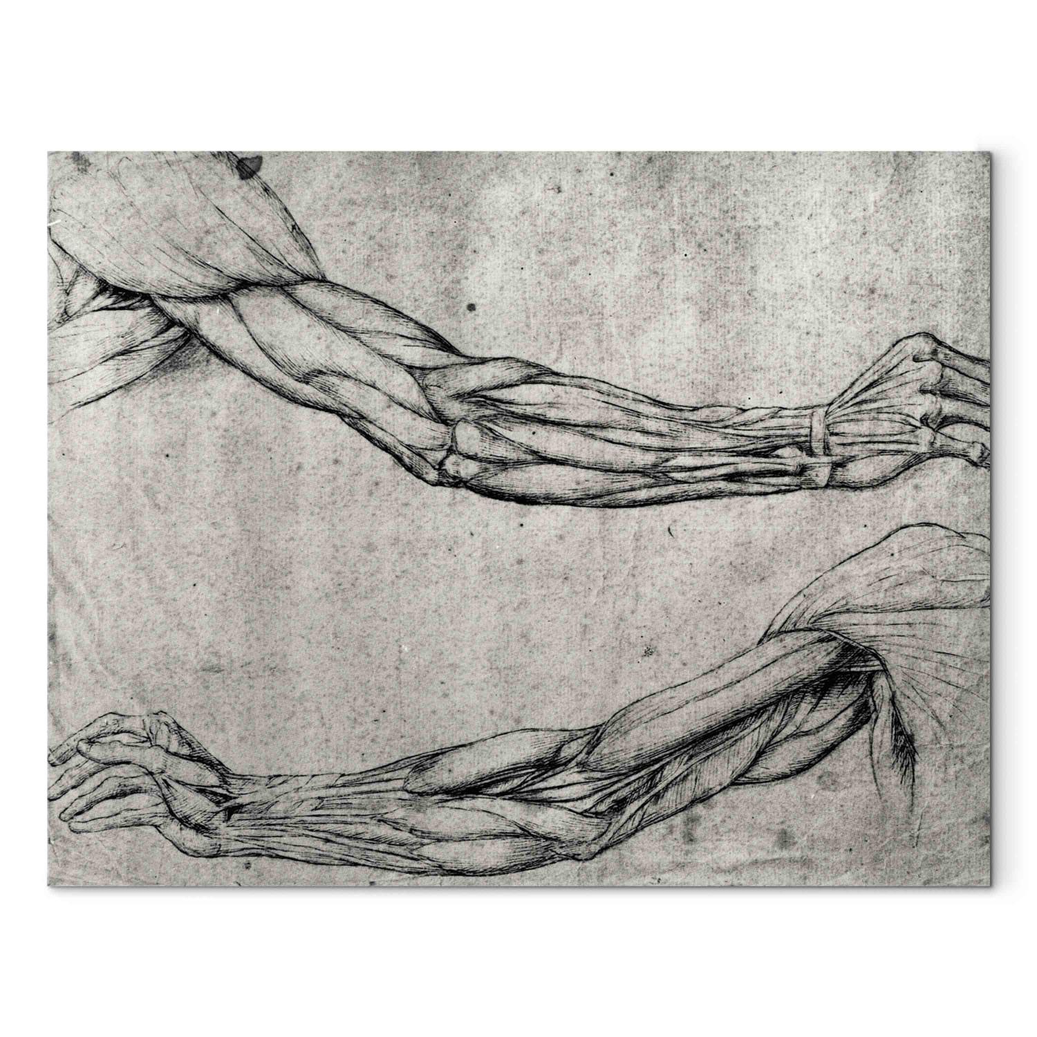 Canvas Study of Arms