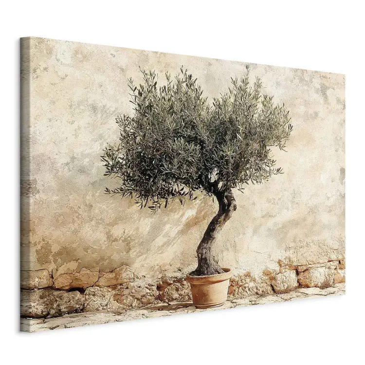 Olive tree in a pot - a Mediterranean tree on a rustic background