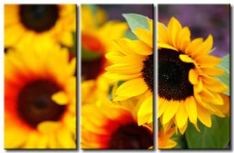 Canvas Sunflowers from my garden