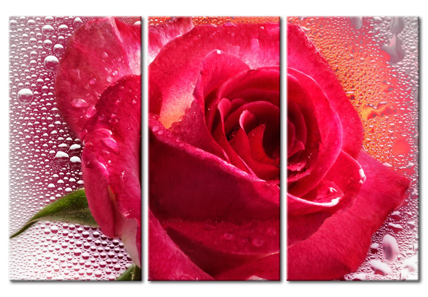 Canvas Lady Rose - triptych
