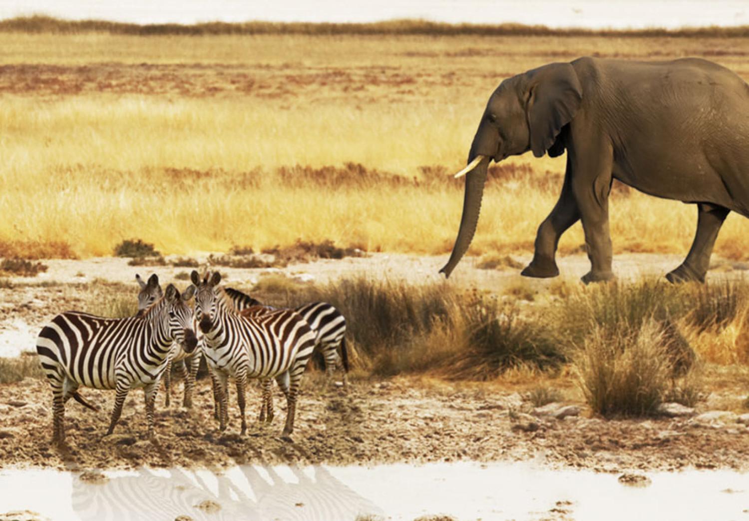 Canvas Africa: at the waterhole