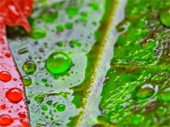 Canvas Colourful dew