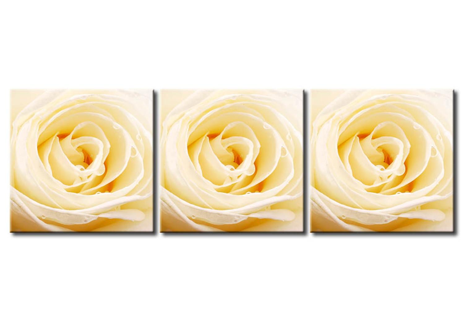 Canvas Cream rose