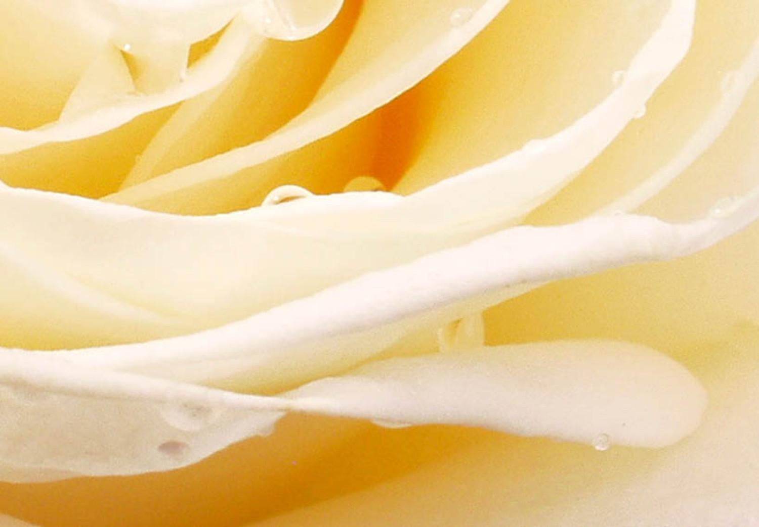 Canvas Cream rose