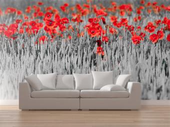 Wall Mural Red Poppies in Black and White Grain - Contrasting Abstraction of Flowers