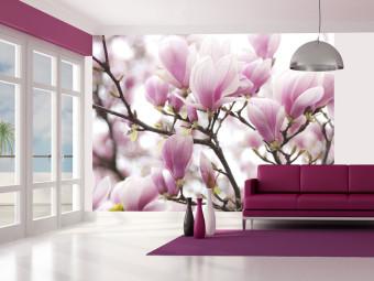 Wall Mural Magnolia bloosom