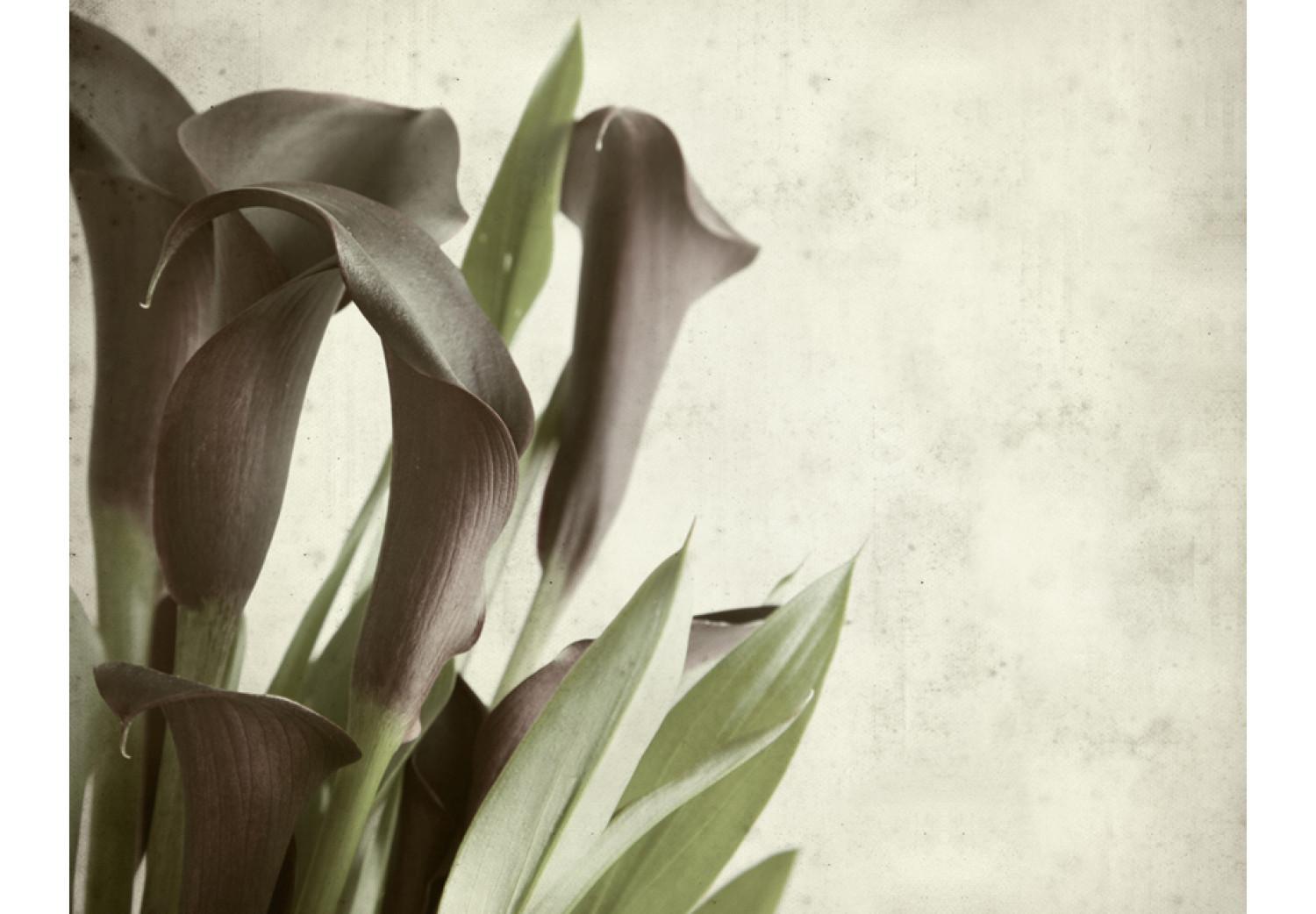 Wall Mural Dark purple calla lilies - old paper background 