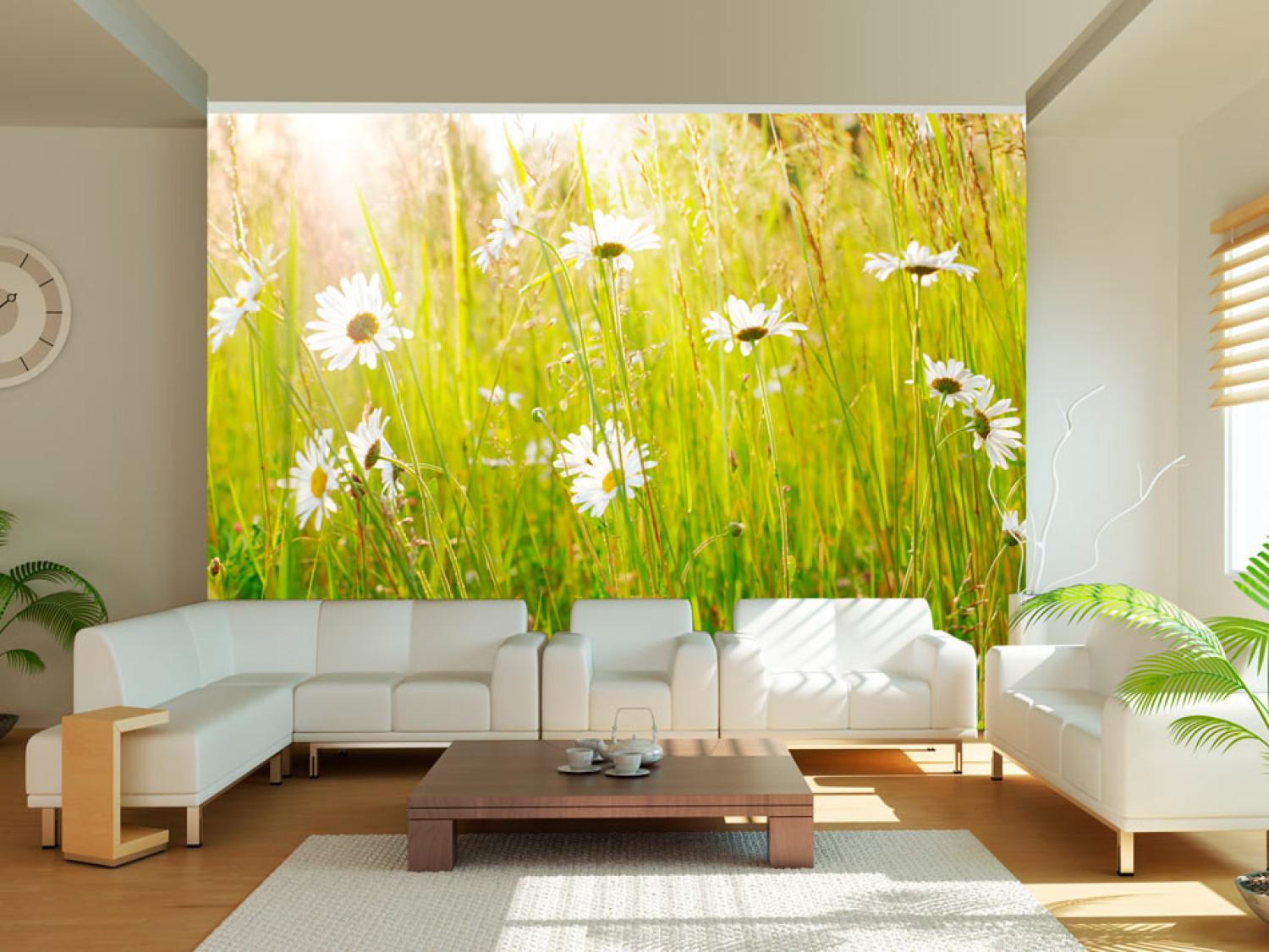 Wall Mural Field of Daisies - Sunny Landscape of a Flower-Filled Meadow with Grass