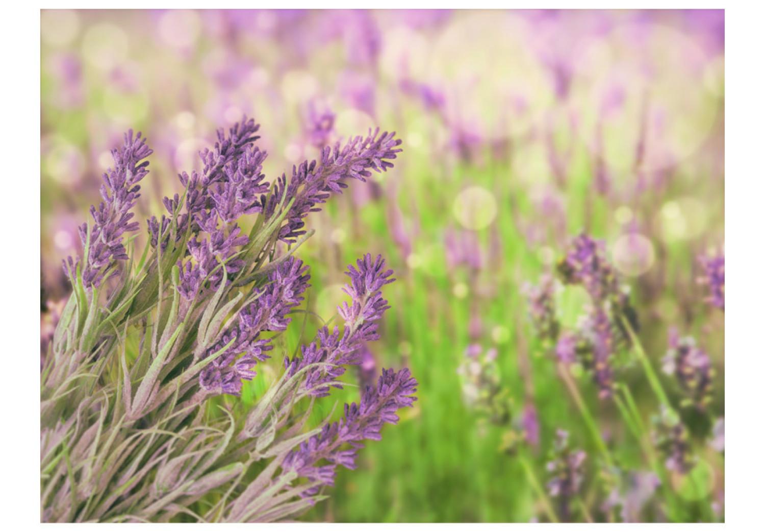 Wall Mural Lavender Gardens - Bright Meadow Landscape with a Close-up of Lavender Flowers