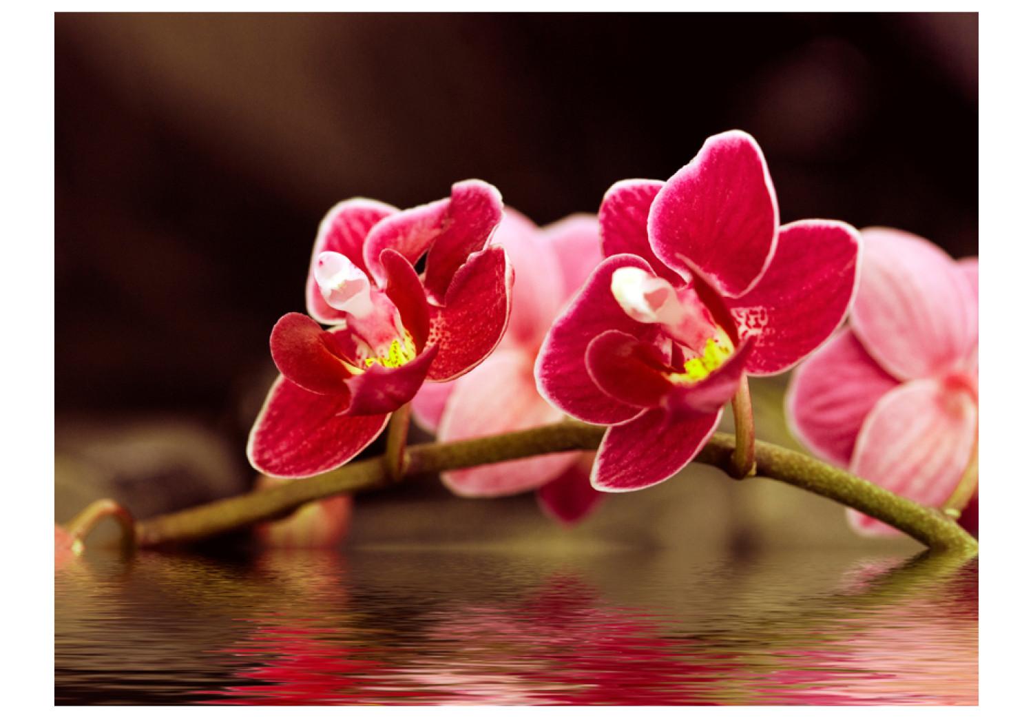 Wall Mural Beautiful orchid flowers on the water