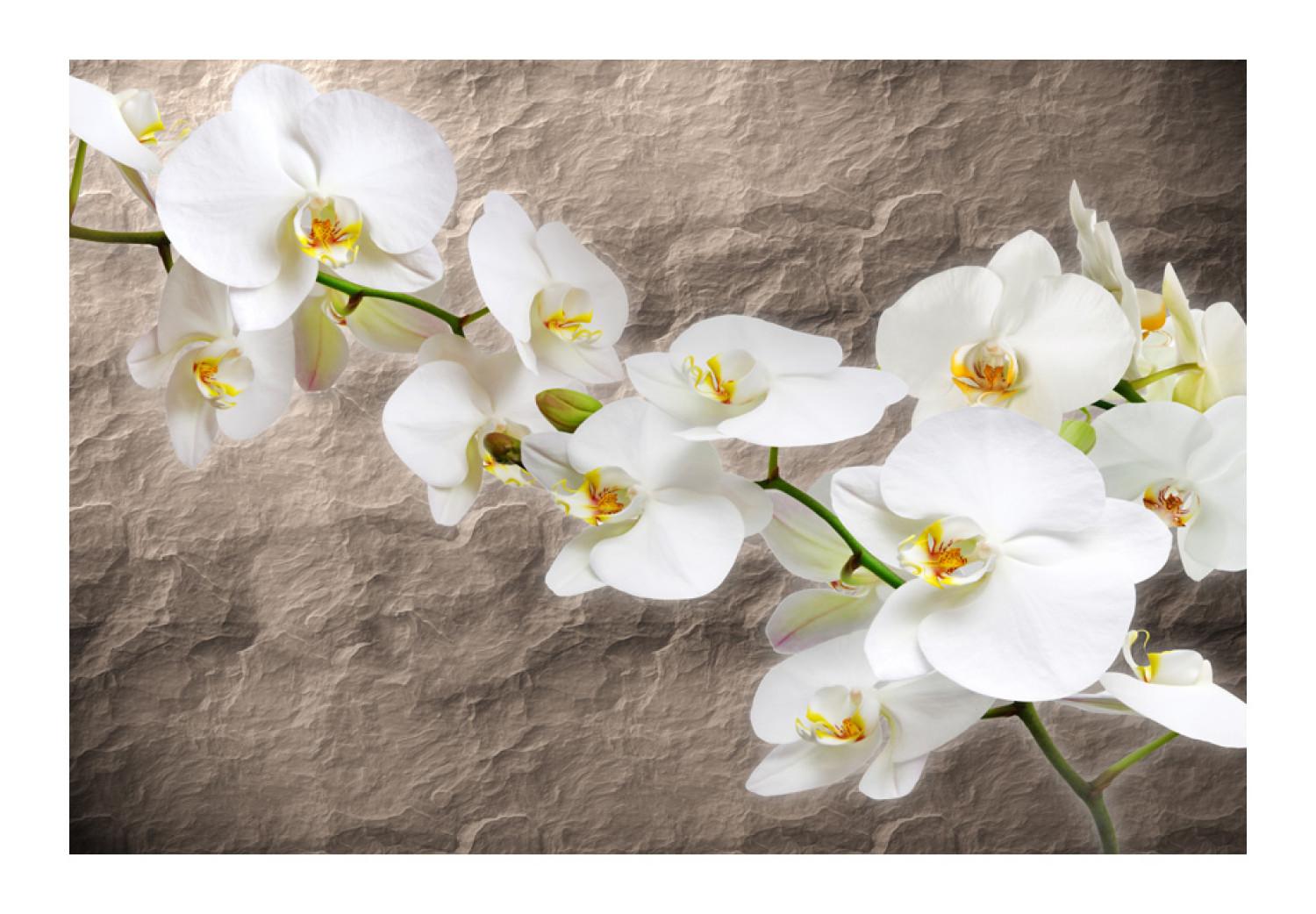 Wall Mural Orchid Flowers - White Flowers on a Gray Background with Irregular Texture