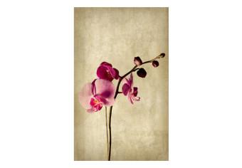 Wall Mural Orchid, strength and subtlety