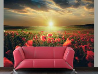 Wall Mural Poppy Field - Morning and Floral Motif in the Form of a Meadow in the Morning Sun