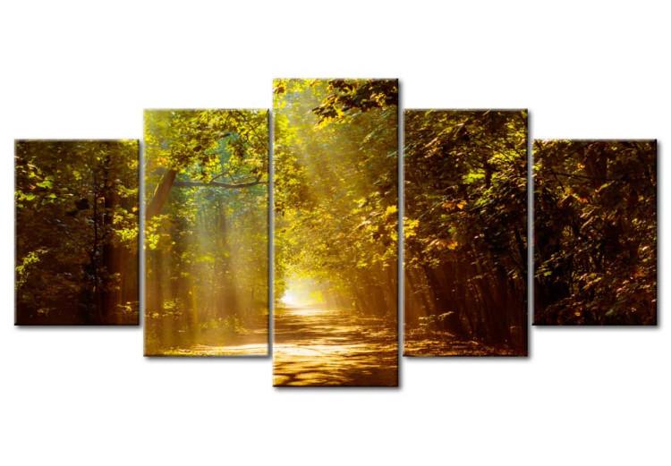 Canvas Print Forest in the Sunlight