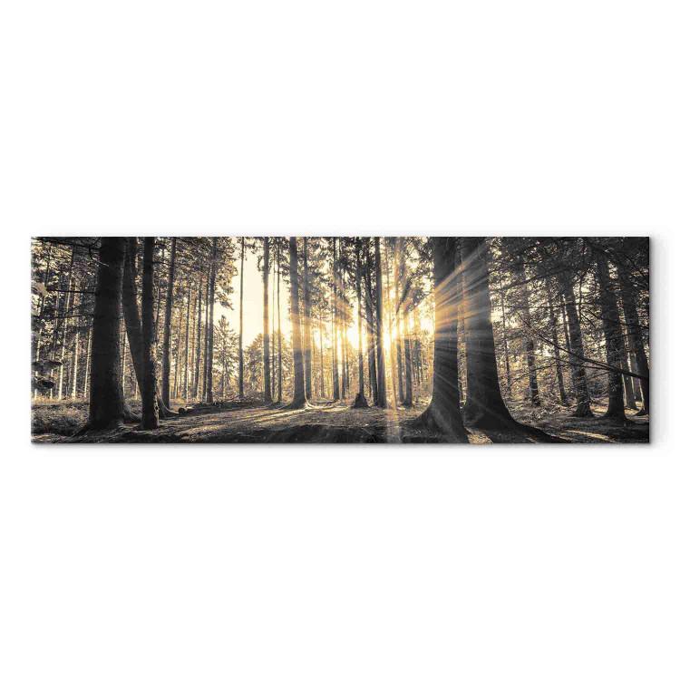 Canvas Print Forest Sun