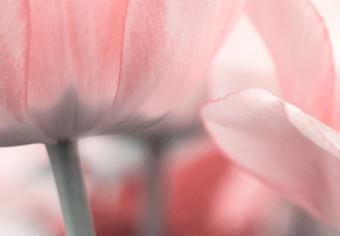 Canvas Pink Tulips
