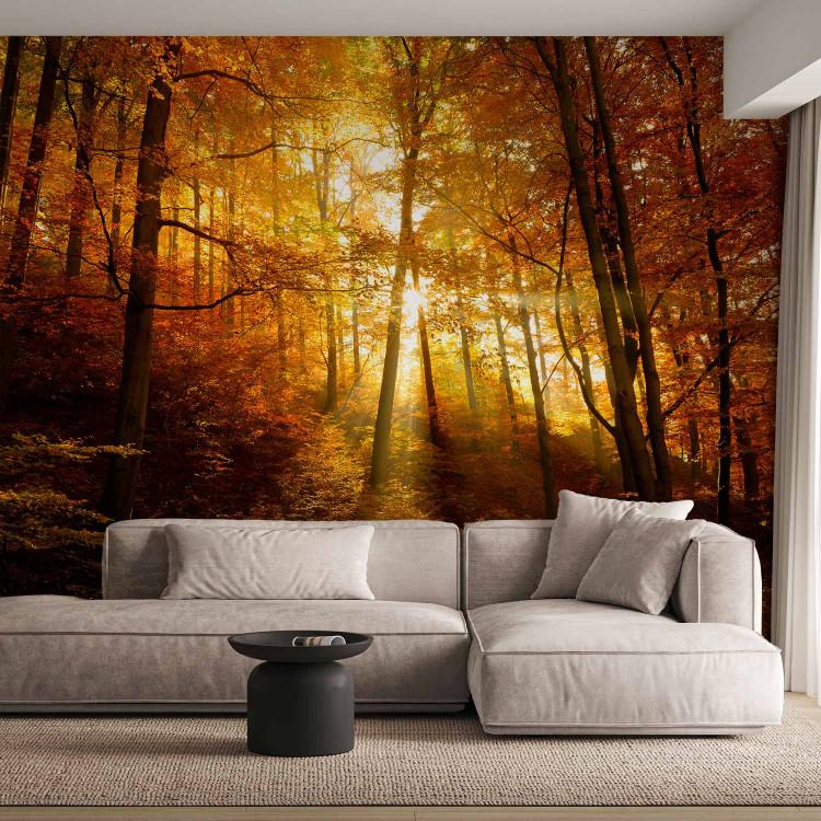 Wall Mural Autumn landscape - trees with yellow leaves in sunlight