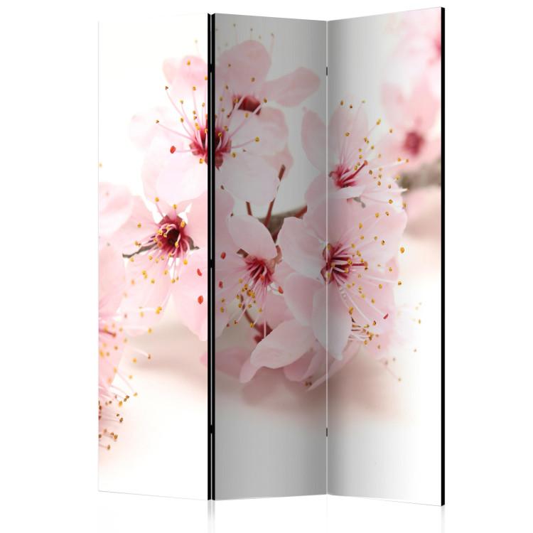 Room Divider Cherry Blossom [Room Dividers]
