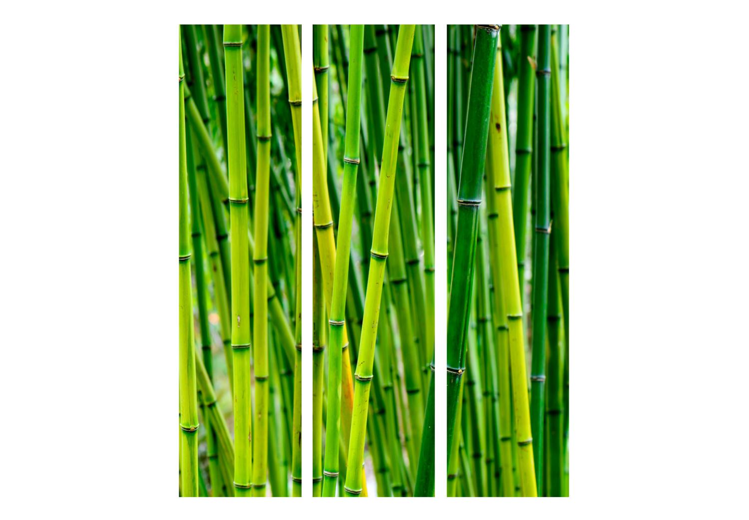 Room Divider Bamboo Forest - green bamboo trees in an oriental Zen motif