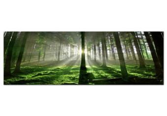 Canvas Emerald Forest - Landscape of Green Nature with Sunbeams