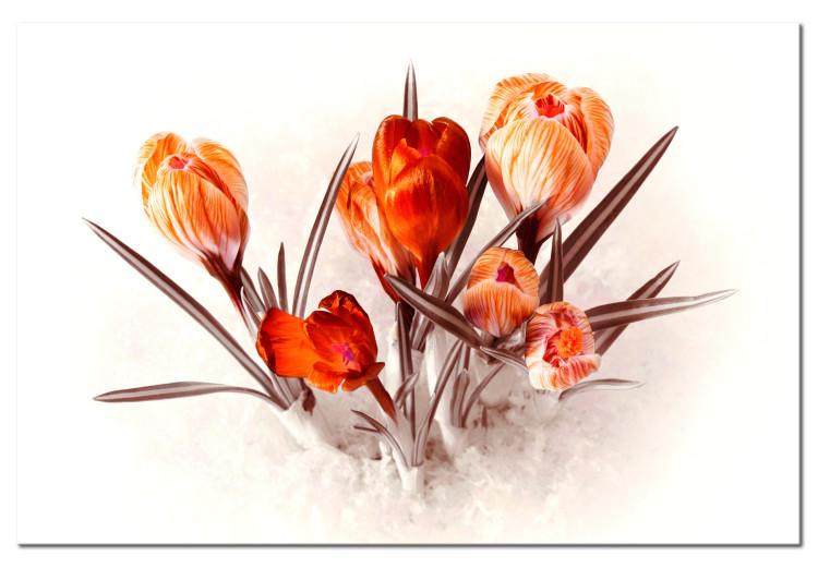 Red Crocuses (1-piece) - Romantic Bouquet of Spring Flowers