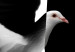 Poster White Dove [Poster] 149100 additionalThumb 8