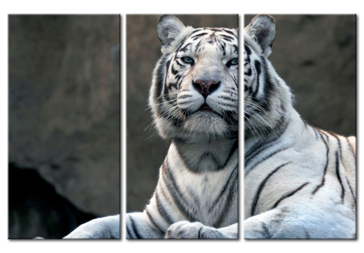 Canvas White tiger 58600