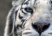 Canvas White tiger 58600 additionalThumb 5