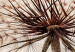 Round Canvas Dandelion - Scattered Creamy Grains Against the Background of the Morning Sky 148630 additionalThumb 2