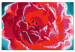 Paint by Number Kit Frozen Tulips 132040 additionalThumb 6