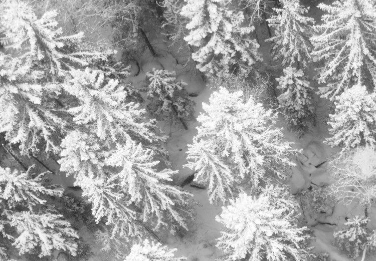 Canvas Bird's eye winter forest view - black and white winter landscape photo 123360 additionalImage 4