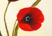 Canvas Spring Tulips (1-piece) - Red flowers on a creamy background 48660 additionalThumb 3
