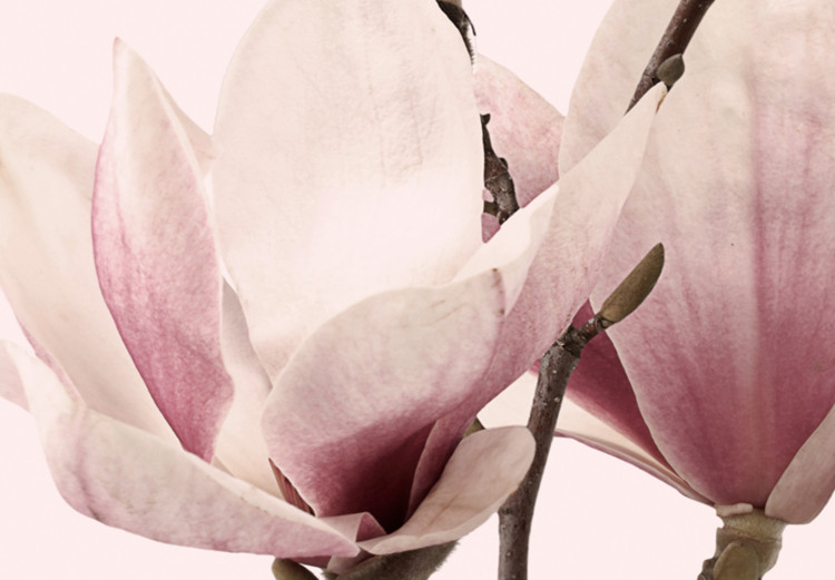Canvas Spring Magnolias (3 Parts) 118380 additionalImage 5