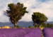 Canvas Lavender Field (1 Part) Wide 125001 additionalThumb 5
