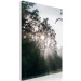 Canvas Sun get through the trees - photo of a forest landscape 137211 additionalThumb 2