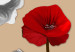 Canvas White and red poppies - triptych with flowers on a brown background 128831 additionalThumb 4